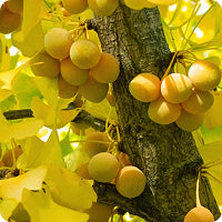 <strong>Ginkgo Biloba</strong>
