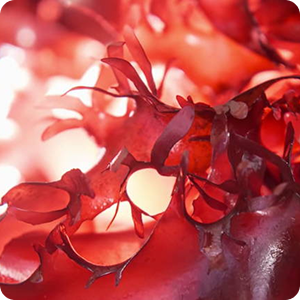 <strong>Astaxanthin</strong>