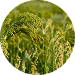Keranat™ (from Millets)