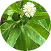 Amla & Bhringraj Extracts