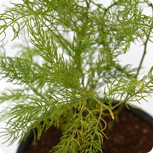 <strong>Shatavari Extract</strong>