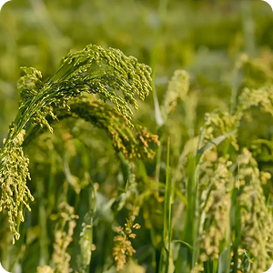 Keranat™ (from Millets)