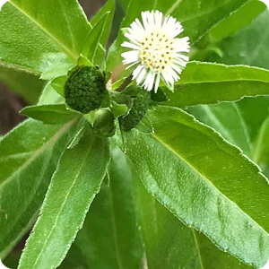 Amla & Bhringraj Extracts